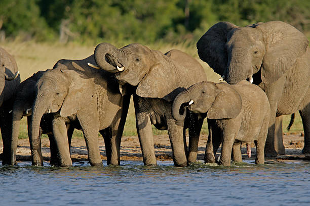 african elephants (loxodonta africana) - hwange national park стоковые фото и изображения