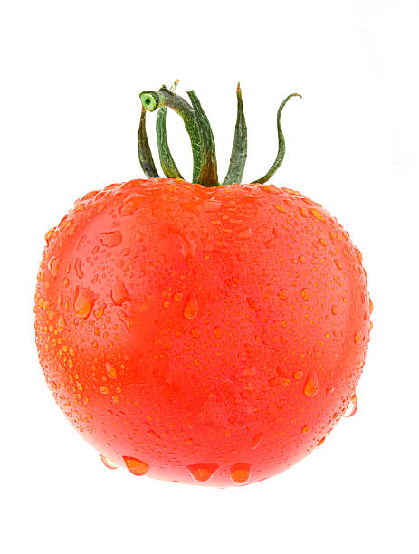 Tomato stock photo