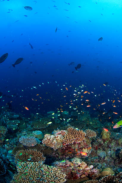 istock School of snappers over reef 144285183