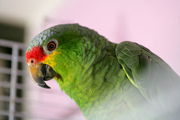 Amazon Parrot stock photo