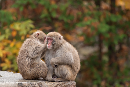 A close-up of a Rhesus Macaque (Macaca mulatta) at the base of Mount Popa.