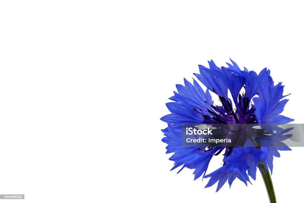 Flores azuis, isolado no fundo branco - Foto de stock de Azul royalty-free