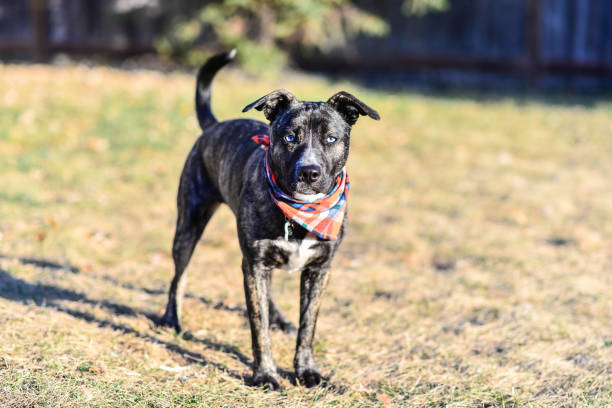 istock Brindle Puppy Dog with Blue Eyes 1442852289