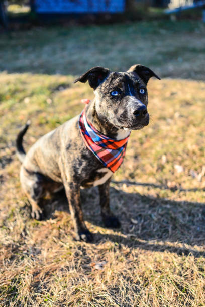 istock Brindle Puppy Dog with Blue Eyes 1442852858