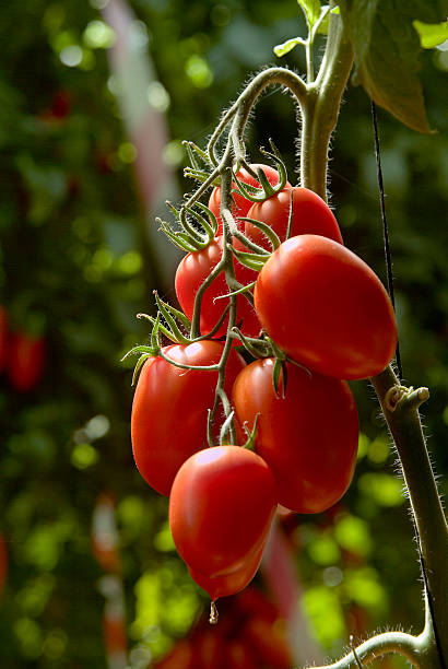 tomate ciruela - tomatoes on vine fotografías e imágenes de stock