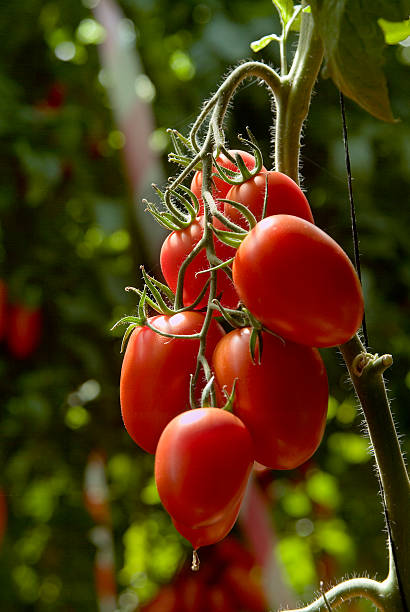 tomate ameixa - plum tomato fotos imagens e fotografias de stock