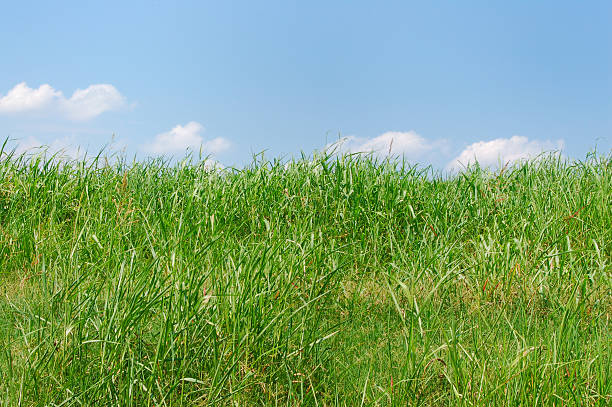 Free picture: Green reed grass, panorama of field of high grass plants ...