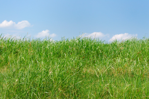 Meadow with tall green grass and blue sky