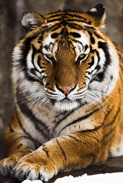 Tigre-da-Bengala - foto de acervo