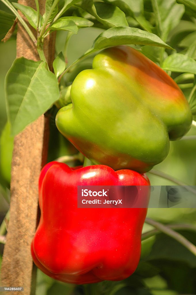 Pimientos en la vid - Foto de stock de Agarrar libre de derechos