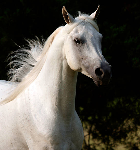 szerokie - arabian horse zdjęcia i obrazy z banku zdjęć