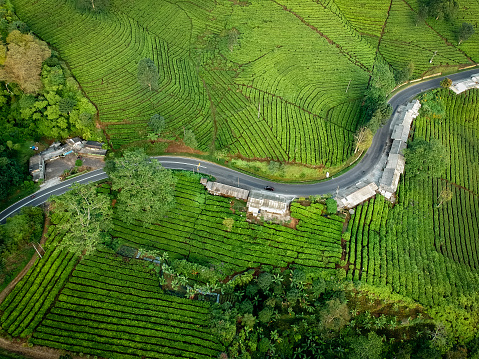 Aerial view of asphalt roads in the green tea plantation.