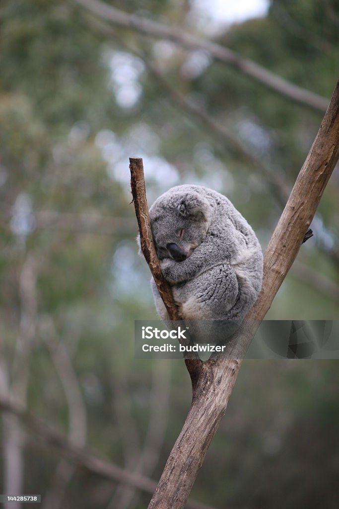 Sleepy Koala - Foto stock royalty-free di Koala