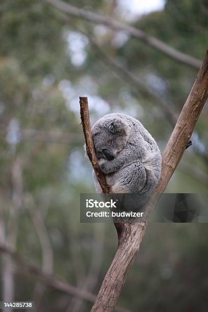 Sleepy Koala - Fotografie stock e altre immagini di Koala - Koala, Dormire, Abbracciare una persona