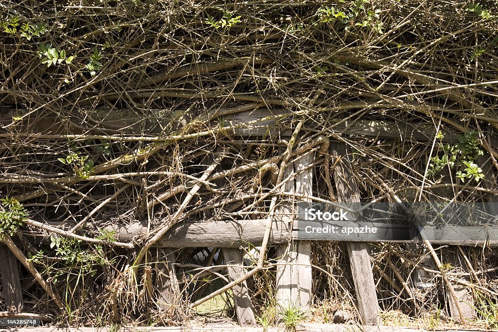 twig fence the sunlit fence made of the interlaced twigs Backgrounds Stock Photo