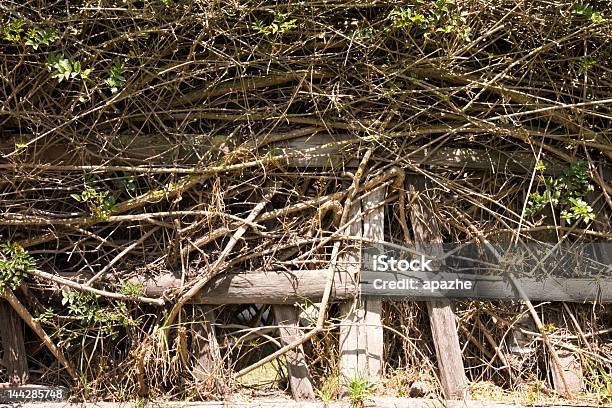 Twig Fence Stock Photo - Download Image Now - Backgrounds, Branch - Plant Part, Bunch
