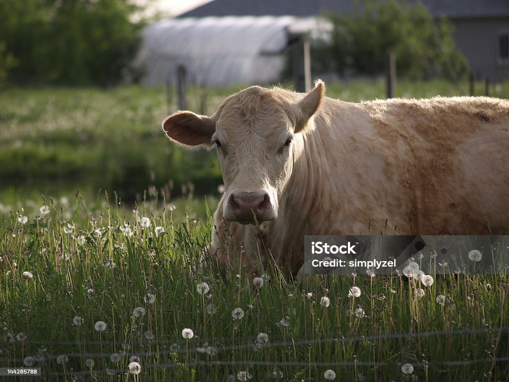 牛の草地 - ウシのロイヤリティフリーストックフォト