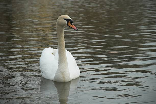 Swan III stock photo