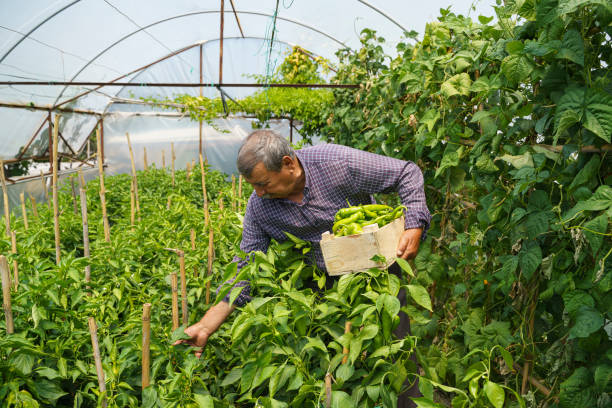 Farmer working in greenhouse, Mugla Turkey stock photo