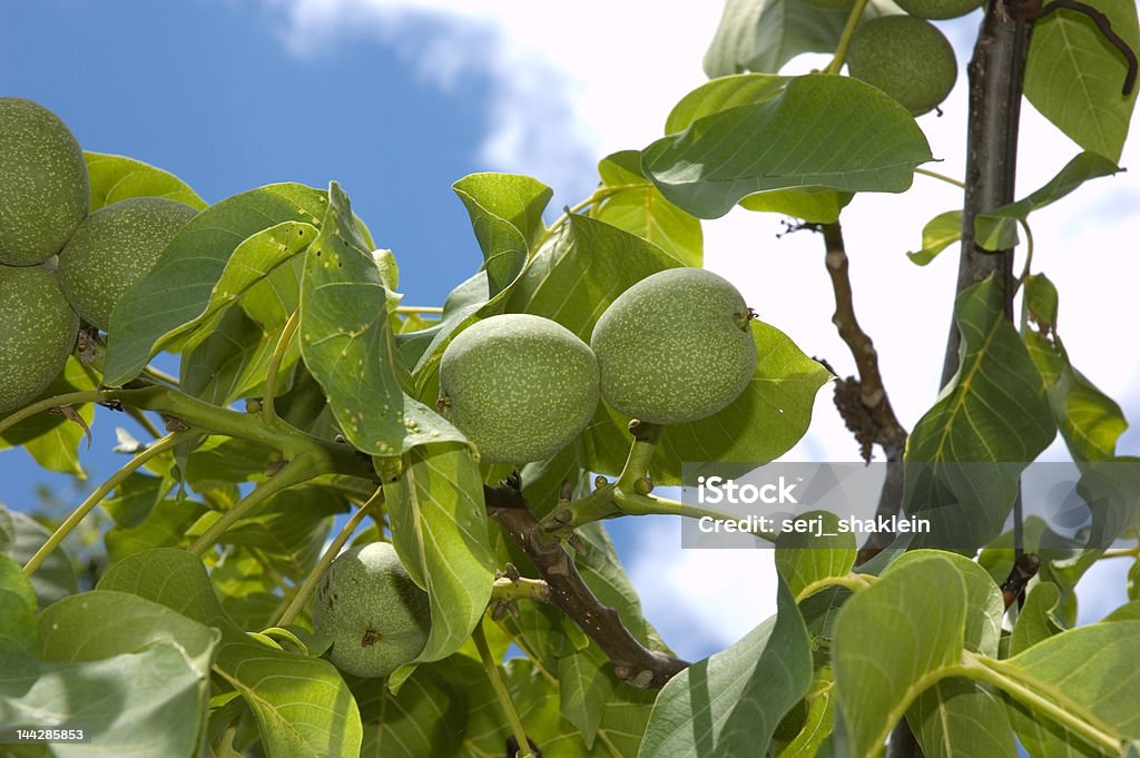 Nueces - Foto de stock de Acabar libre de derechos