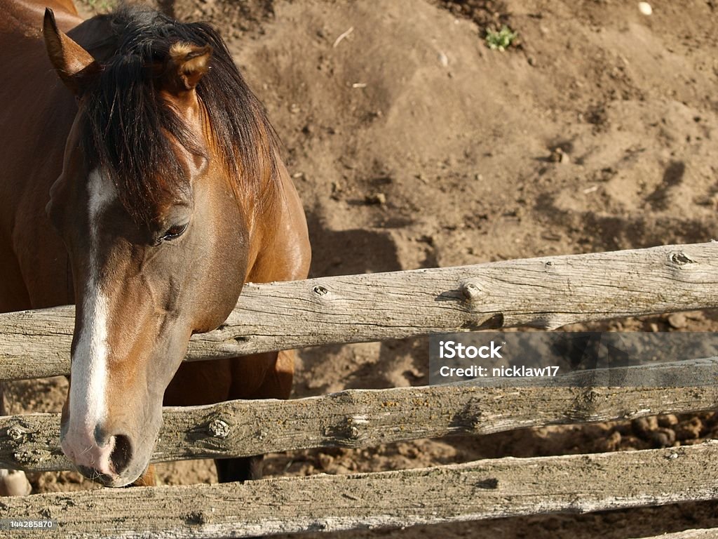 Rustic Brown Horse Rustic Brown Horse with Copy Space Animal Stock Photo