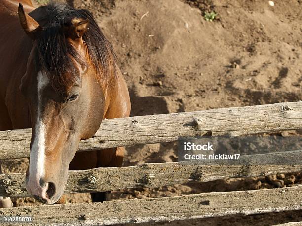 Rustic Brown Horse Stock Photo - Download Image Now - Animal, Brown, Brown Background