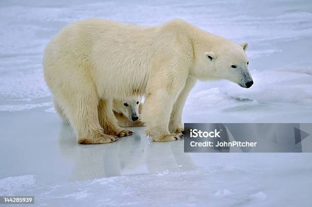 Orso Polare Con Il Suo Cucciolo Occultamento Per La Protezione - Fotografie stock e altre immagini di Ambientazione esterna