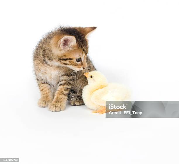 Photo libre de droit de Chaton Et Bébé Chick banque d'images et plus d'images libres de droit de Agriculture - Agriculture, Aile d'animal, Amitié