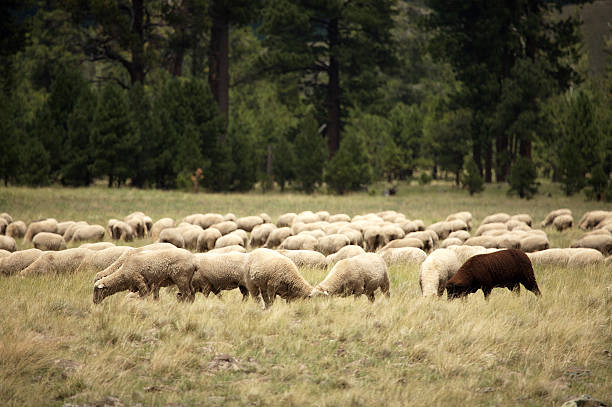 Black Sheep stock photo