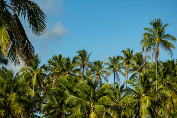 istock several coconut trees on a sunny day with blue sky in the background 1442859916