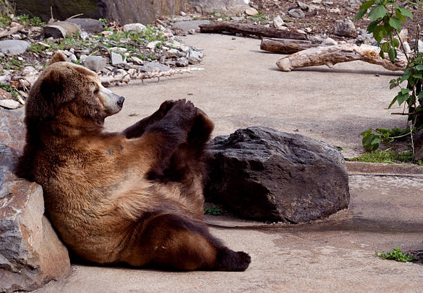 Bear