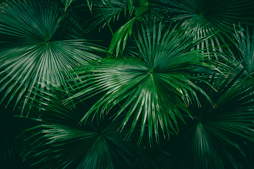 Palm tree leaves in the shade of the tropical rainforest - dark green background.