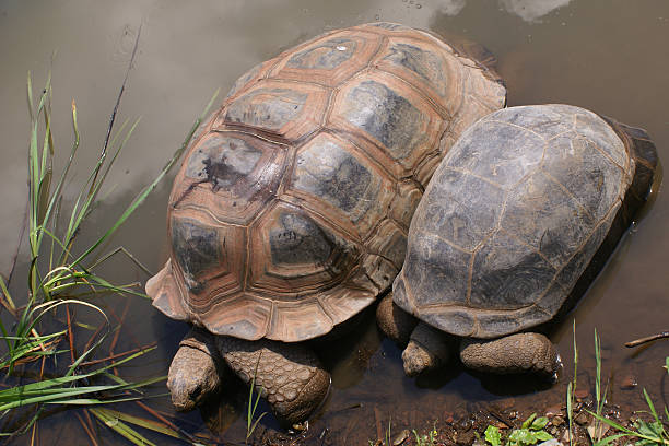 Two Turtles and a Tiny Frog stock photo