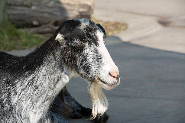 Black and white goat head shot stock photo