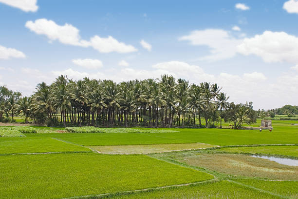 istock Paddy Field in South India 144286395