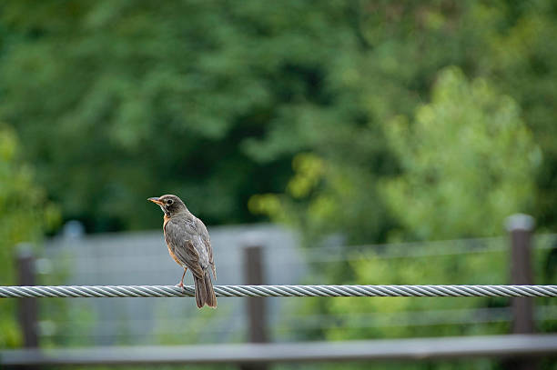 Single bird stock photo