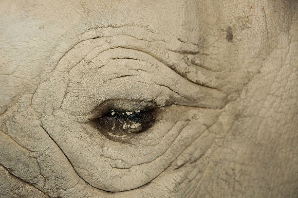 Rhino Eye stock photo