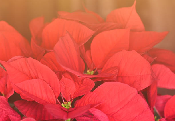 Christmas Poinsettias