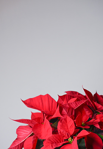 Close up of poinsettias flowers with empty space