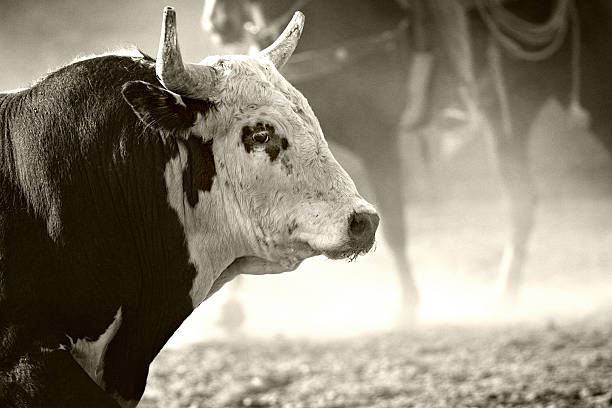 rodeo bull stock photo
