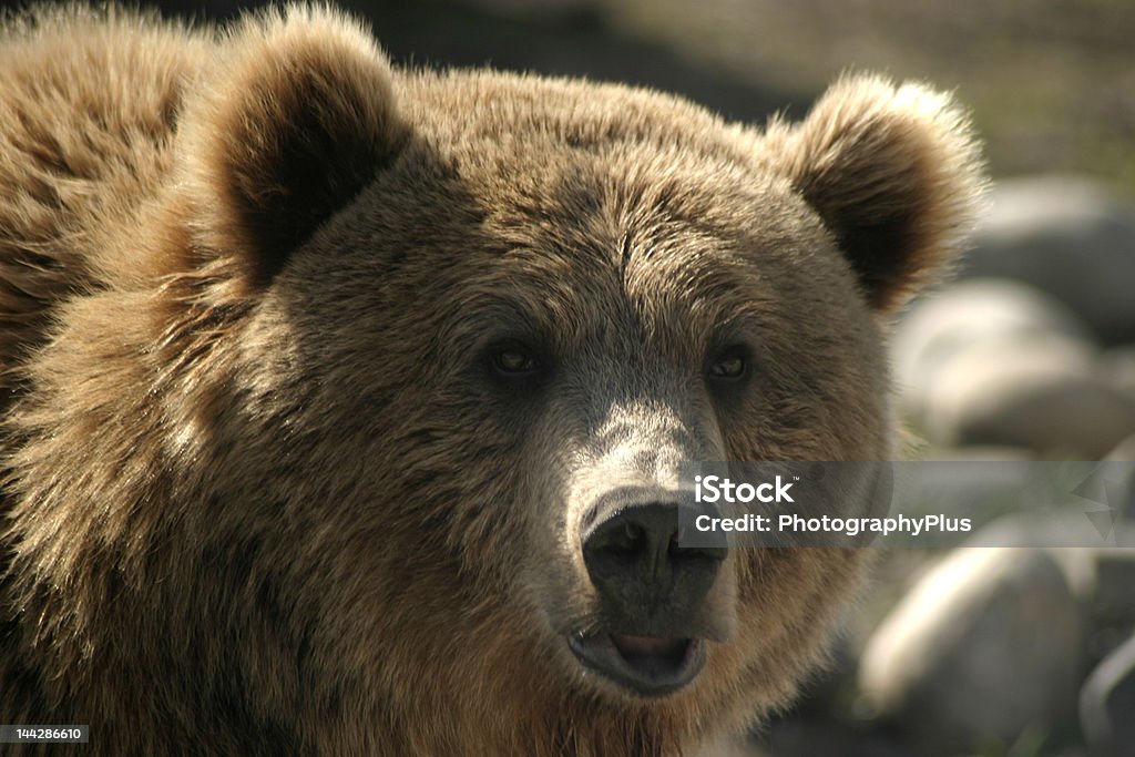 Le véritable ours en peluche - Photo de Faune libre de droits