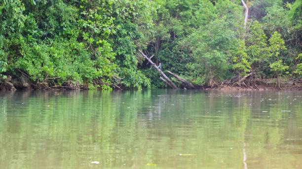 istock big river in forest with clear water and dense trees 1442866601
