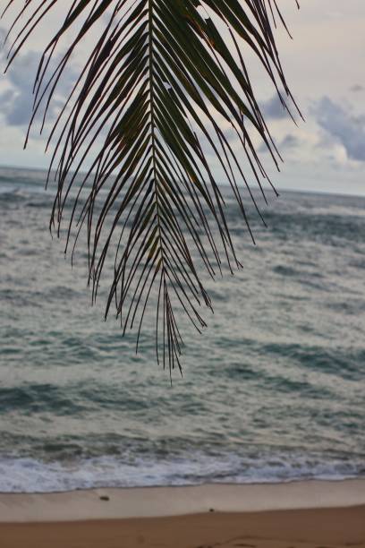 istock Coconut leaves hang on the beach 1442866706