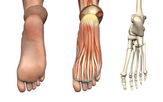 Superposiciones anatómica-parte inferior del pie photo