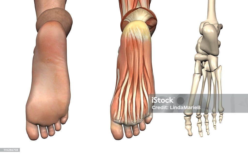 Anatomiczne nakładki-dolnej części stopy - Zbiór zdjęć royalty-free (Anatomia człowieka)