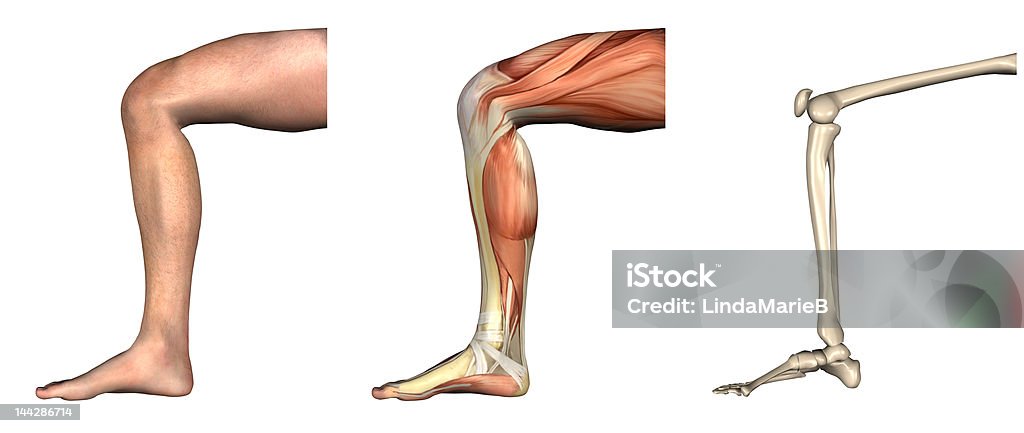 Superposiciones anatómica de las rodillas flexionadas - Foto de stock de Encorvado libre de derechos