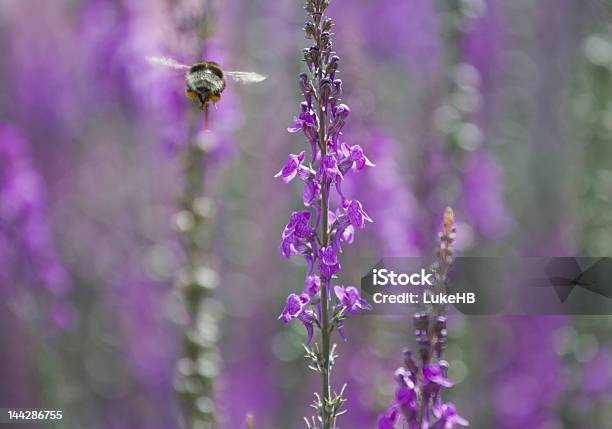 Viene A Tierra 2 Foto de stock y más banco de imágenes de Abeja - Abeja, Aire libre, Alimentar