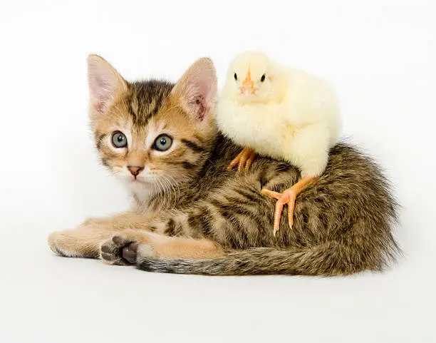 Photo of kitten and baby chick