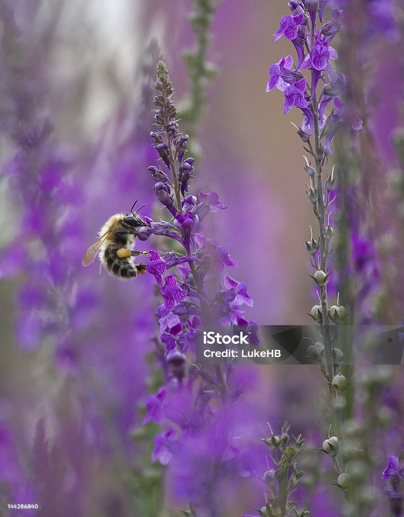 Abeille manger 1 - Photo de Abeille libre de droits