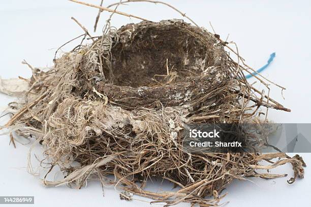 Bird Nest Stockfoto und mehr Bilder von Abwesenheit - Abwesenheit, Erfinderisch, Fotografie
